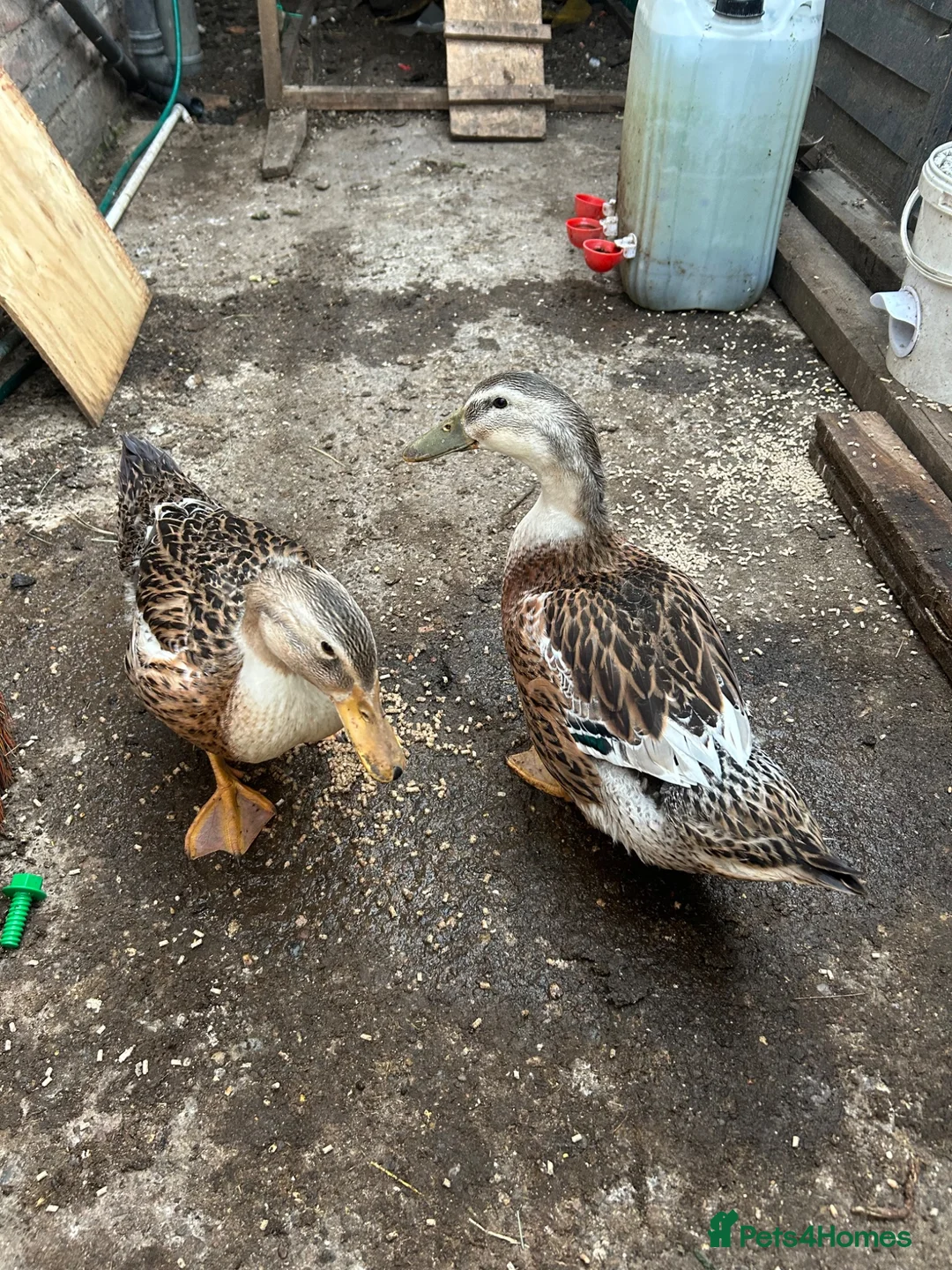 Ducks poultry for sale: Ducks for sale  in Hull - Advert 2