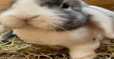 Mini Lop rabbits - Advert 1