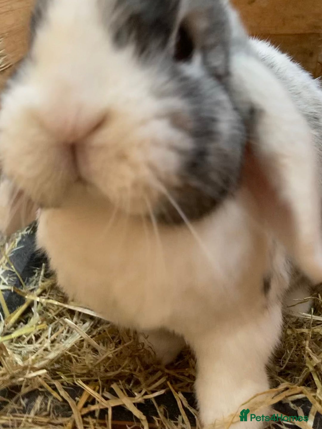 Mini Lop rabbits for sale: Mini lop for new home hutch and equipment included - Image 2