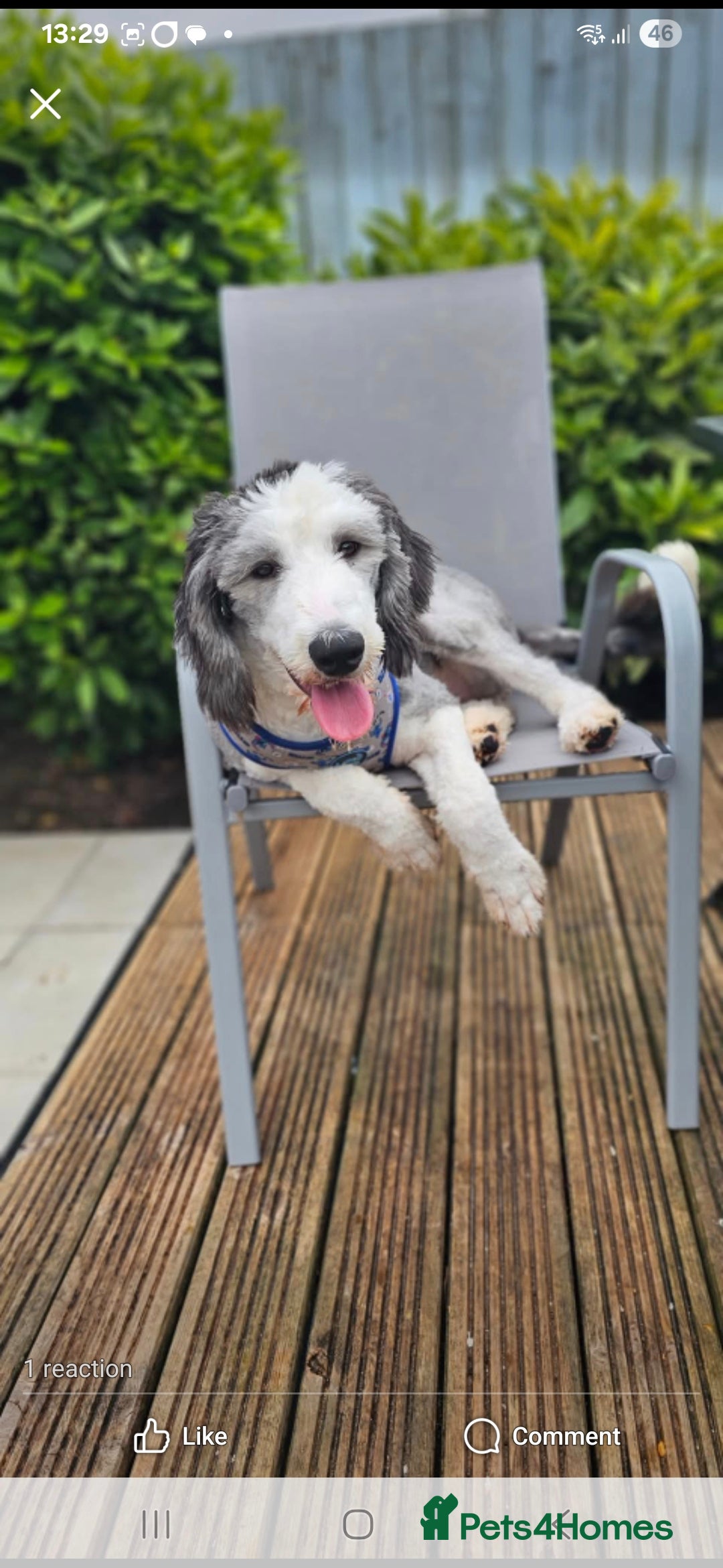 Old English Sheepdog dogs Old english sheepdog  - Advert 11