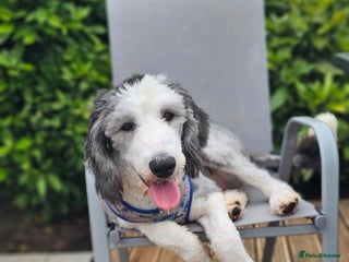 Old English Sheepdog dogs Old english sheepdog - Advert 11