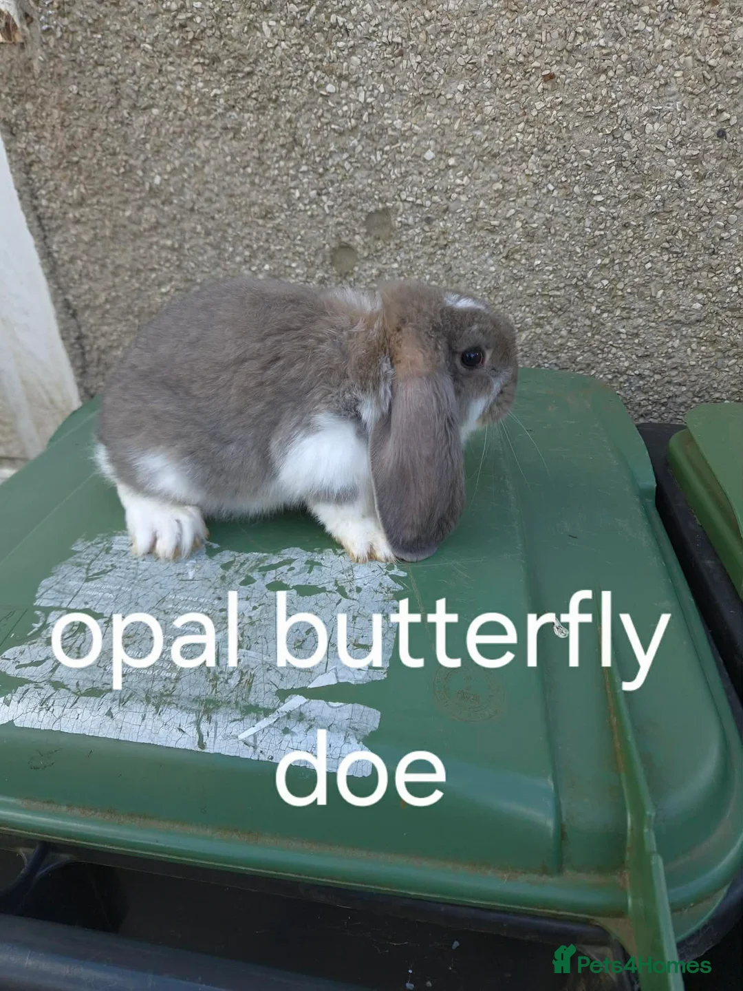 French Lop rabbits for sale: French lop doe looking for her forever home  - Advert 1