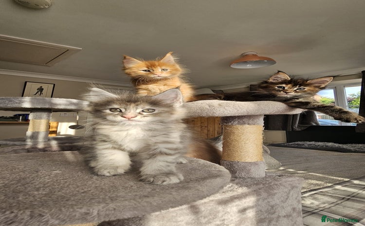 Maine Coon cats in Boston - Advert 16
