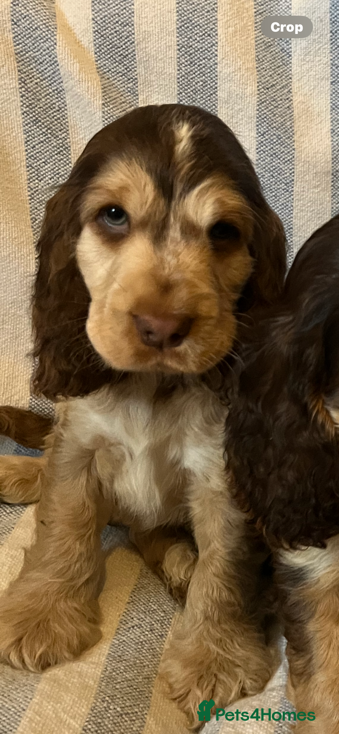 Cocker Spaniel dogs for sale: ADORABLE KC REG SHOW TYPE COCKER SPANIEL PUPPIES - Image 12