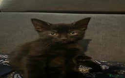 Mixed Breed cats for sale: 2 Beautiful kitten for sale - Image 1