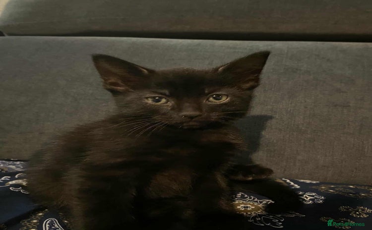Mixed Breed cats - Advert 16
