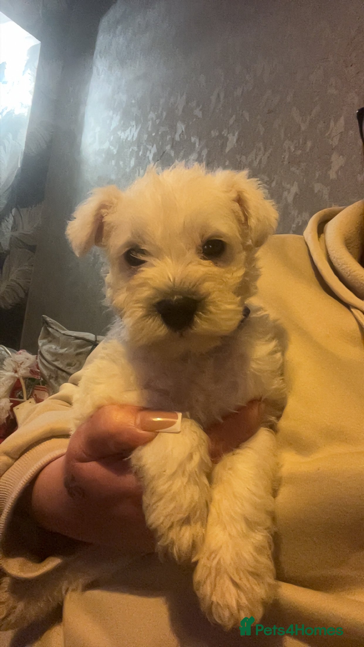 Miniature Schnauzer dogs Miniature Schnauzer Puppies - Advert 2