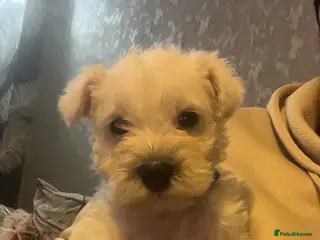 Miniature Schnauzer dogs Miniature Schnauzer Puppies - Advert 2