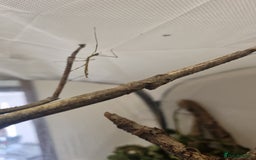 Stick Insects invertebrates for sale: Tirachoidea Jianfenglingensis stick insect nymphs. - Image 10
