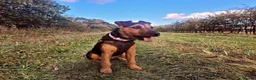 Mixed Breed dogs for sale: Terrier Bitch Puppies  in Canterbury - Advert 2