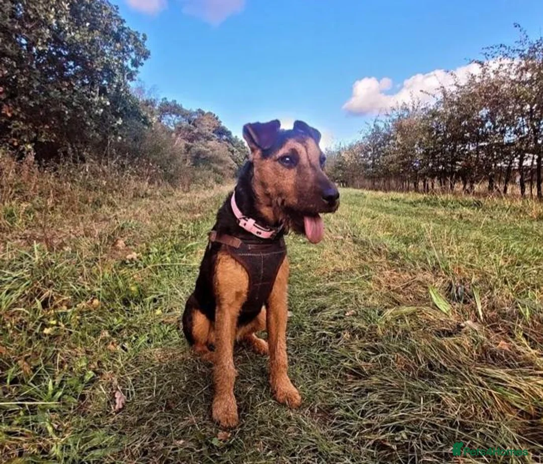 Mixed Breed dogs for sale: Terrier Bitch Puppies  in Canterbury - Advert 2