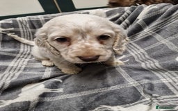 Cockapoo dogs for sale: Beautiful Cockerpoo puppies - Advert 4