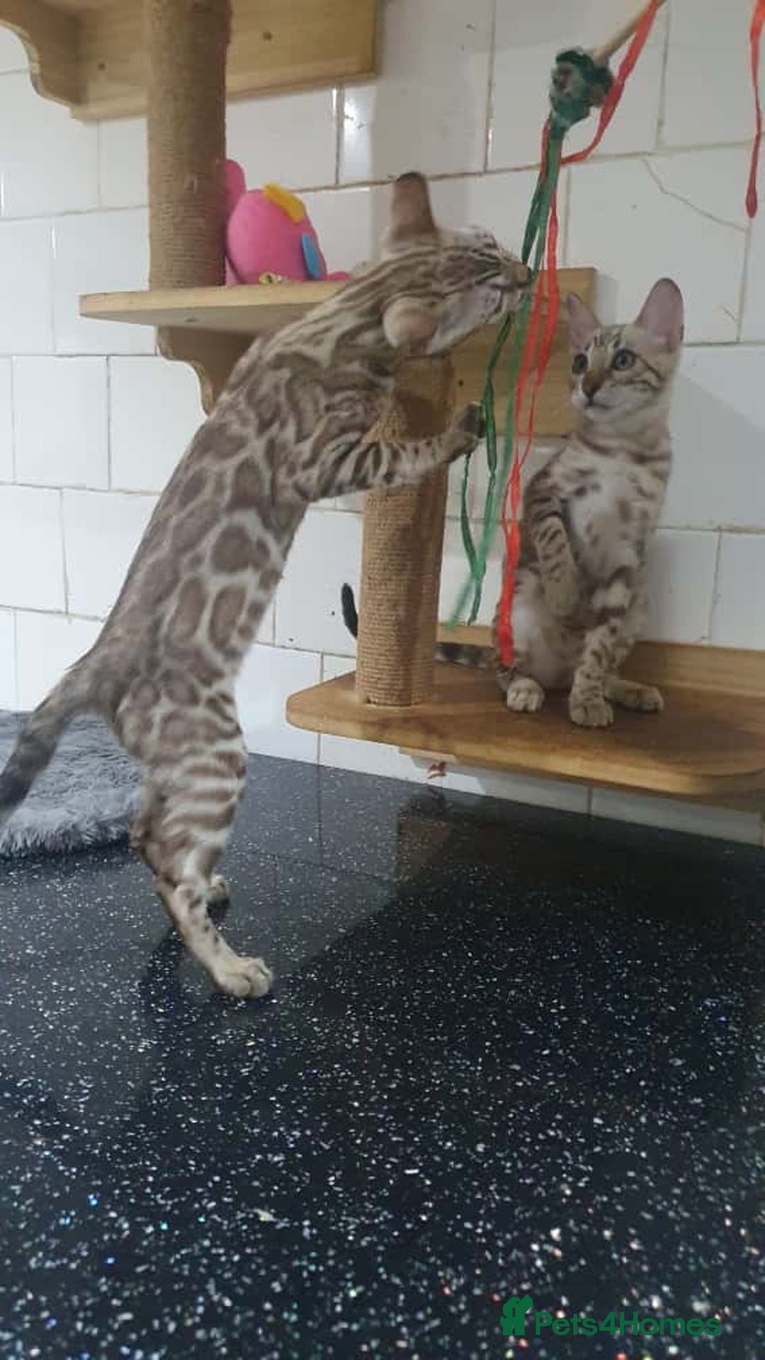 Bengal cats for sale: 🔥✨Pedigree TICA-Registered Bengals - Image 6