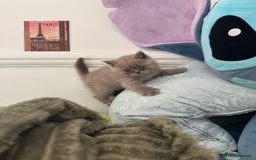 British Shorthair cats for sale: ✨Beautiful British Shorthair Kittens Ready now✨ - Image 7