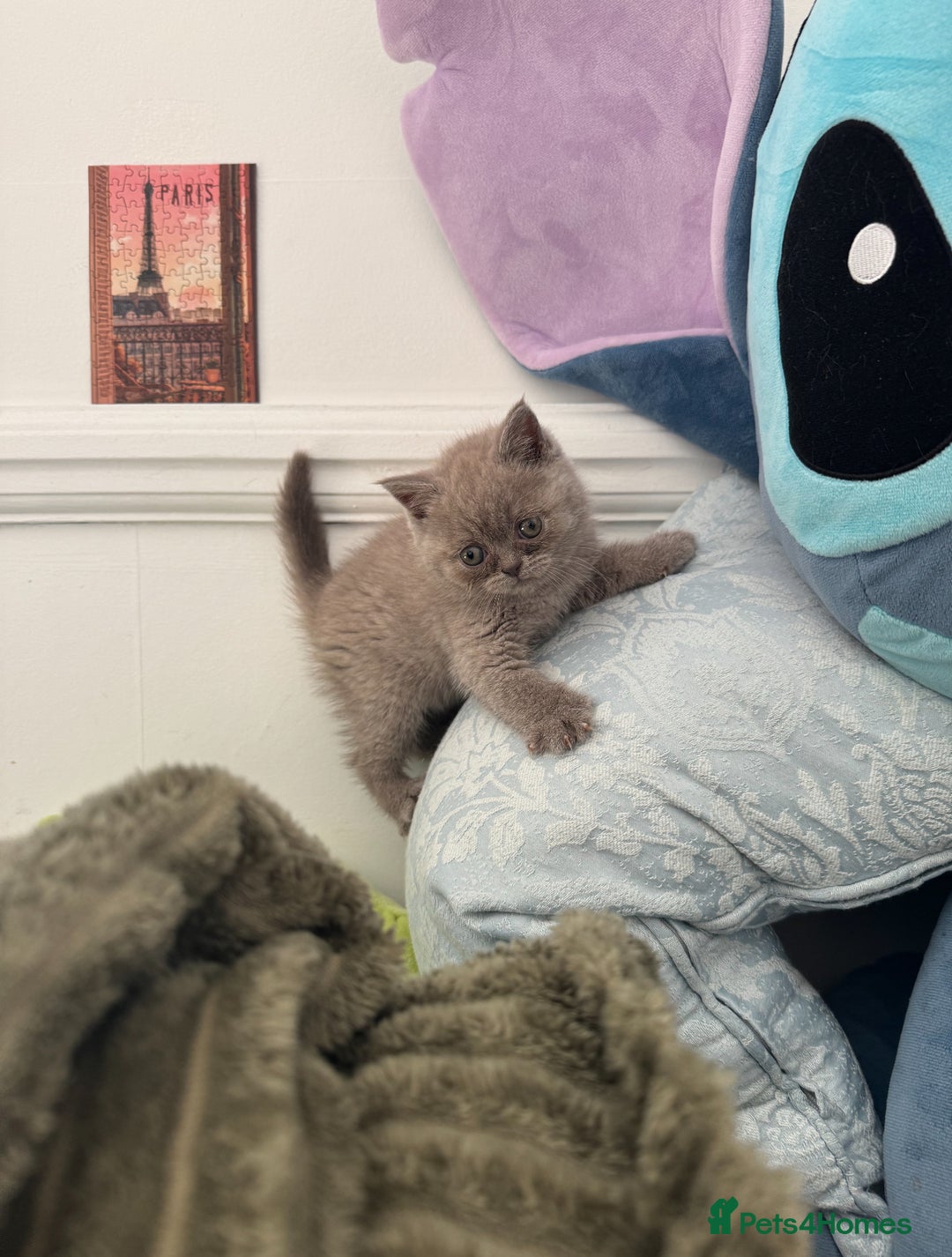 British Shorthair cats for sale: ✨Beautiful British Shorthair Kittens Ready now✨ - Image 7