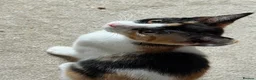 Mixed Breed cats for sale: Three beautiful kittens looking for a new home  in Birmingham - Advert 4