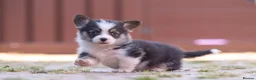 Welsh Corgi Pembroke dogs for sale: Show quality Pembrokeshire corgi READY NOW!!! - Advert 37