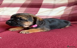 Border Terrier dogs for sale: Beautiful Border Terrier Puppies😍 - Advert 18