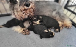 Miniature Schnauzer dogs for sale: Outstanding Miniature Schnauzer Puppies - Image 15