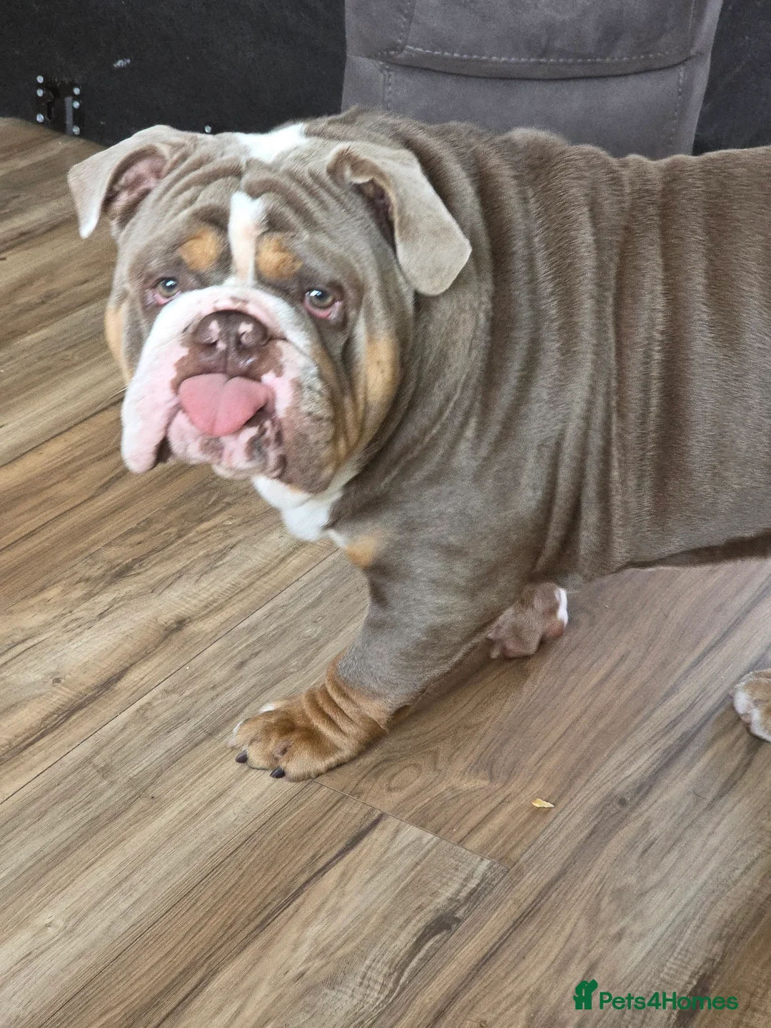 English Bulldog dogs for stud: Dahmer for stud - Advert 5