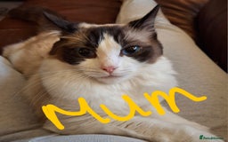 Ragdoll cats for sale: Ragdoll x BSH kittens (individually priced) - Image 28