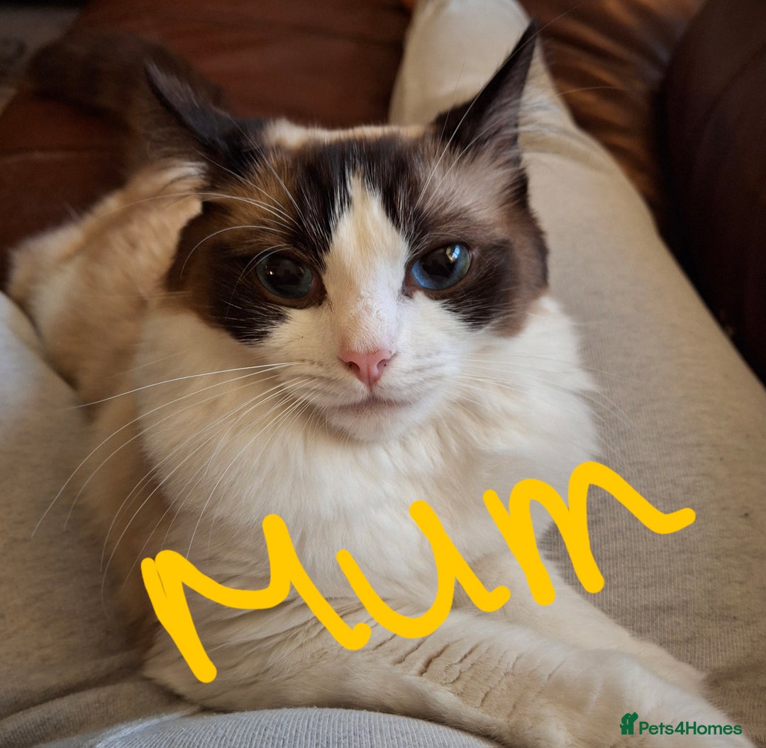 Ragdoll cats for sale: Ragdoll x BSH kittens (individually priced) - Image 28