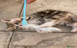 Siberian cats for sale: Persian/Siberian kittens - Image 8