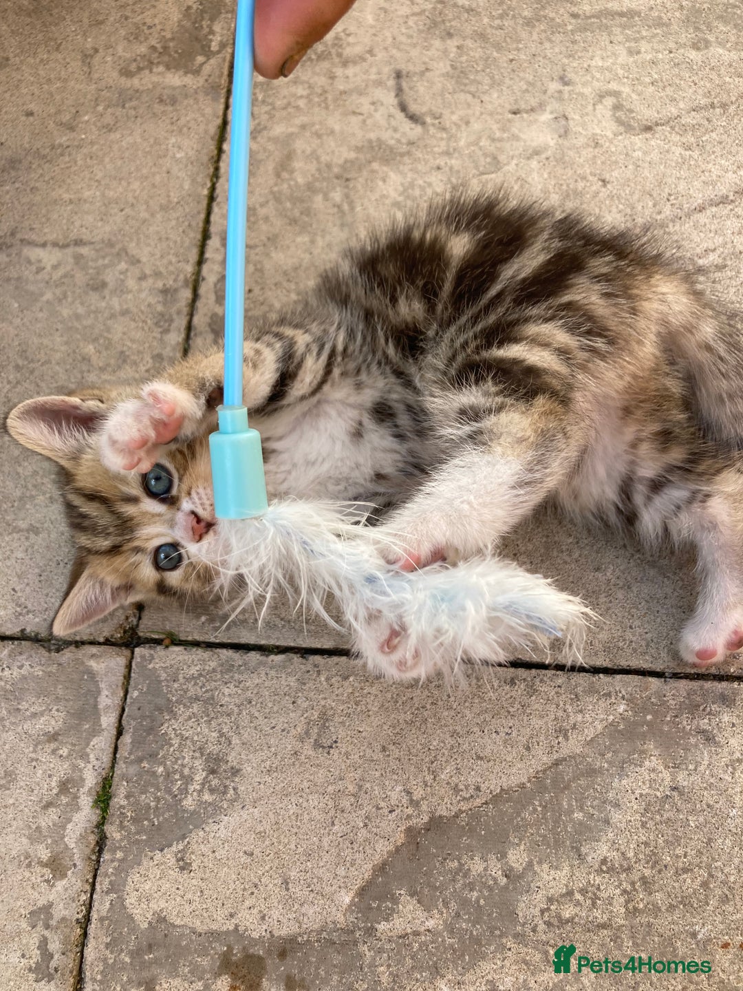 Siberian cats for sale: Persian/Siberian kittens - Image 8
