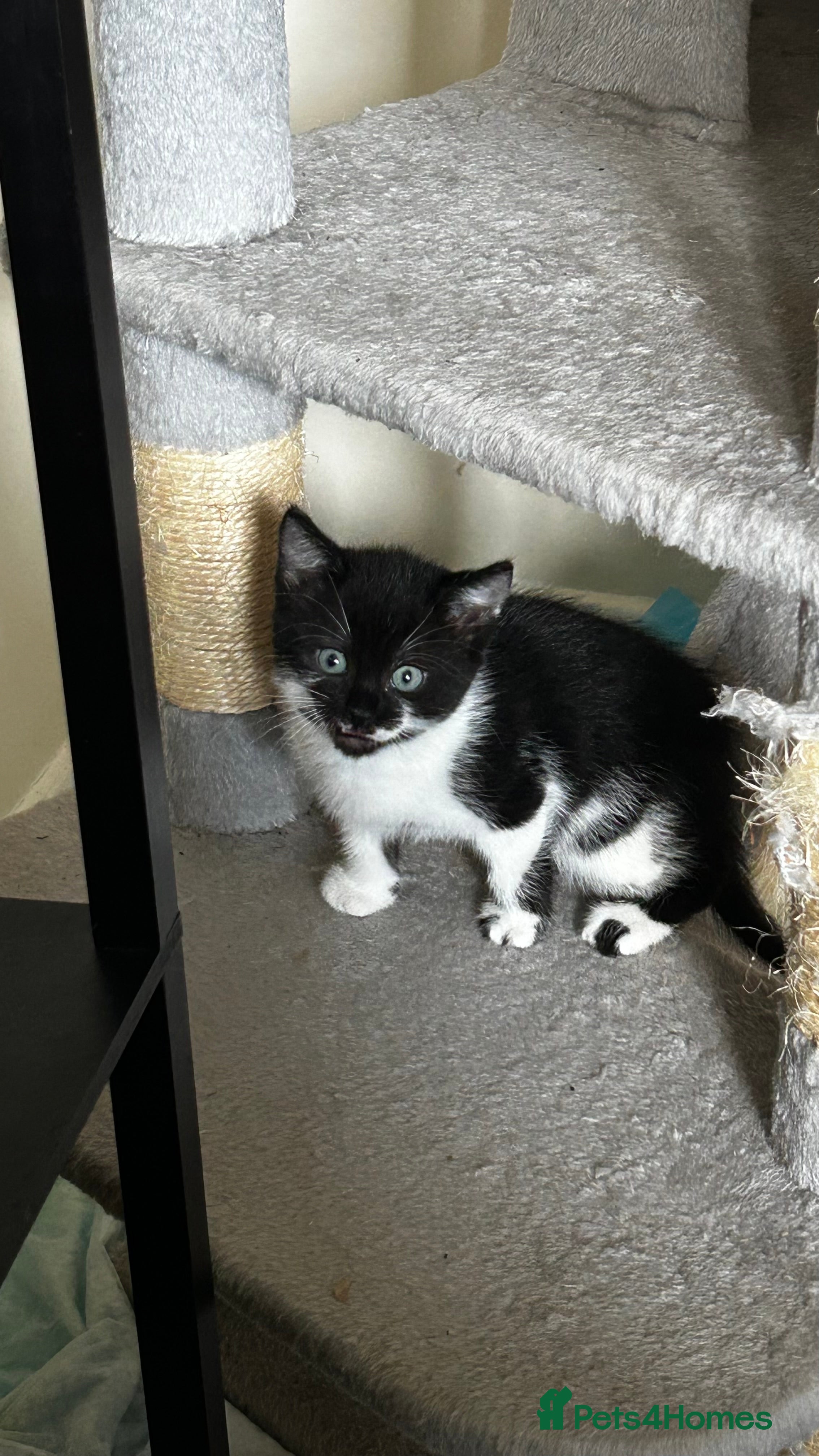 Domestic Shorthair cats 7 very adorable kittens ready now  - Advert 23