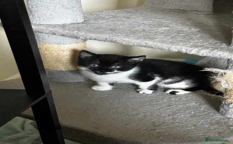 Domestic Shorthair cats - Advert 9