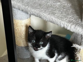 Domestic Shorthair cats - Advert 5