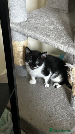 Domestic Shorthair cats - Advert 20