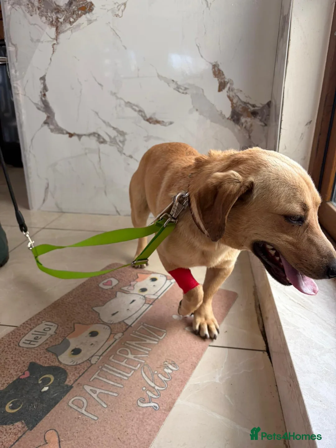 Dachshund dogs for adoption: Jack – Sweet Dachshund Mix is Ready to Adopt - Advert 2