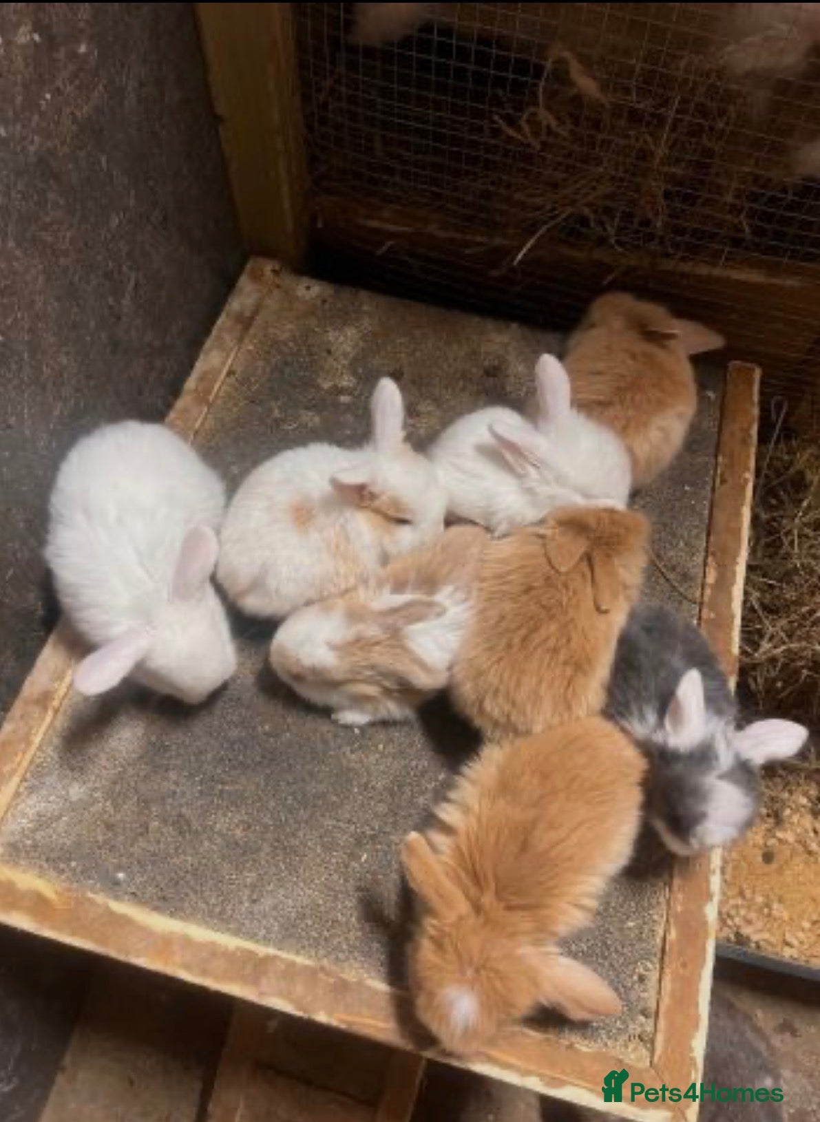 Mixed Breed rabbits lion lop - Advert 1