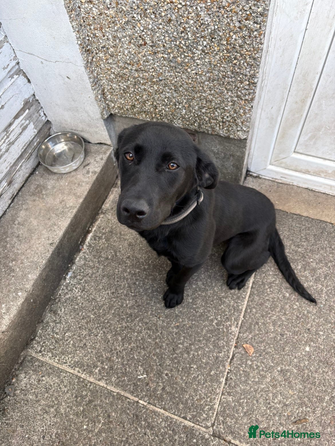 Labrador Retriever dogs for sale: Full male/ black Labrador 7months for sale  - Advert 1