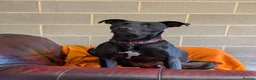 Mixed Breed dogs for adoption: Captain - Advert 6