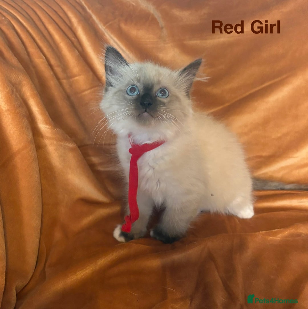 Ragdoll cats for sale: Adorable pure Ragdoll kittens boys and girls - Image 28