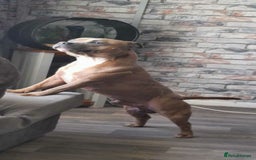 Staffordshire Bull Terrier dogs for sale: Kc Staffordshire bull terrier puppies  - Image 5