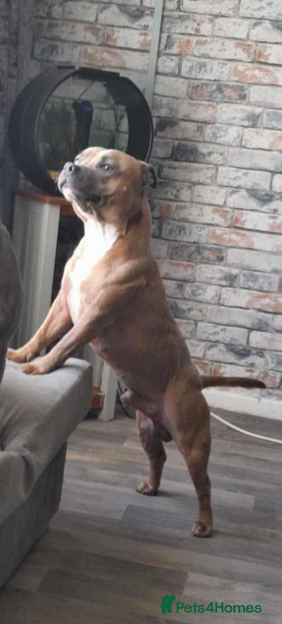 Staffordshire Bull Terrier dogs for sale: Kc Staffordshire bull terrier puppies  - Image 5