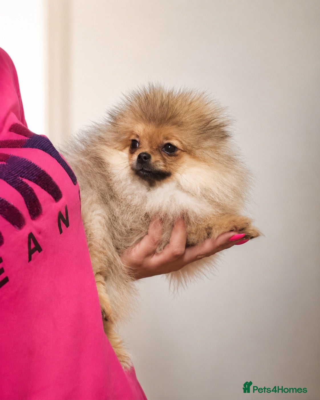 Pomeranian dogs Teddy Face Boy🐻Small Size🏆KC - Advert 1