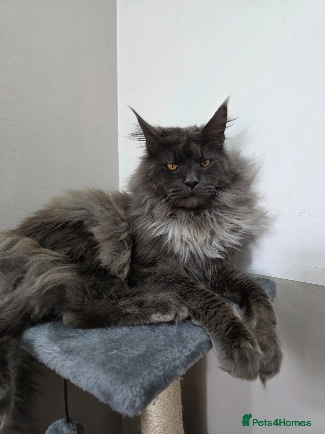 Maine Coon cats for sale: 🏅Russian Xl maine coon female🏅 - Advert 5