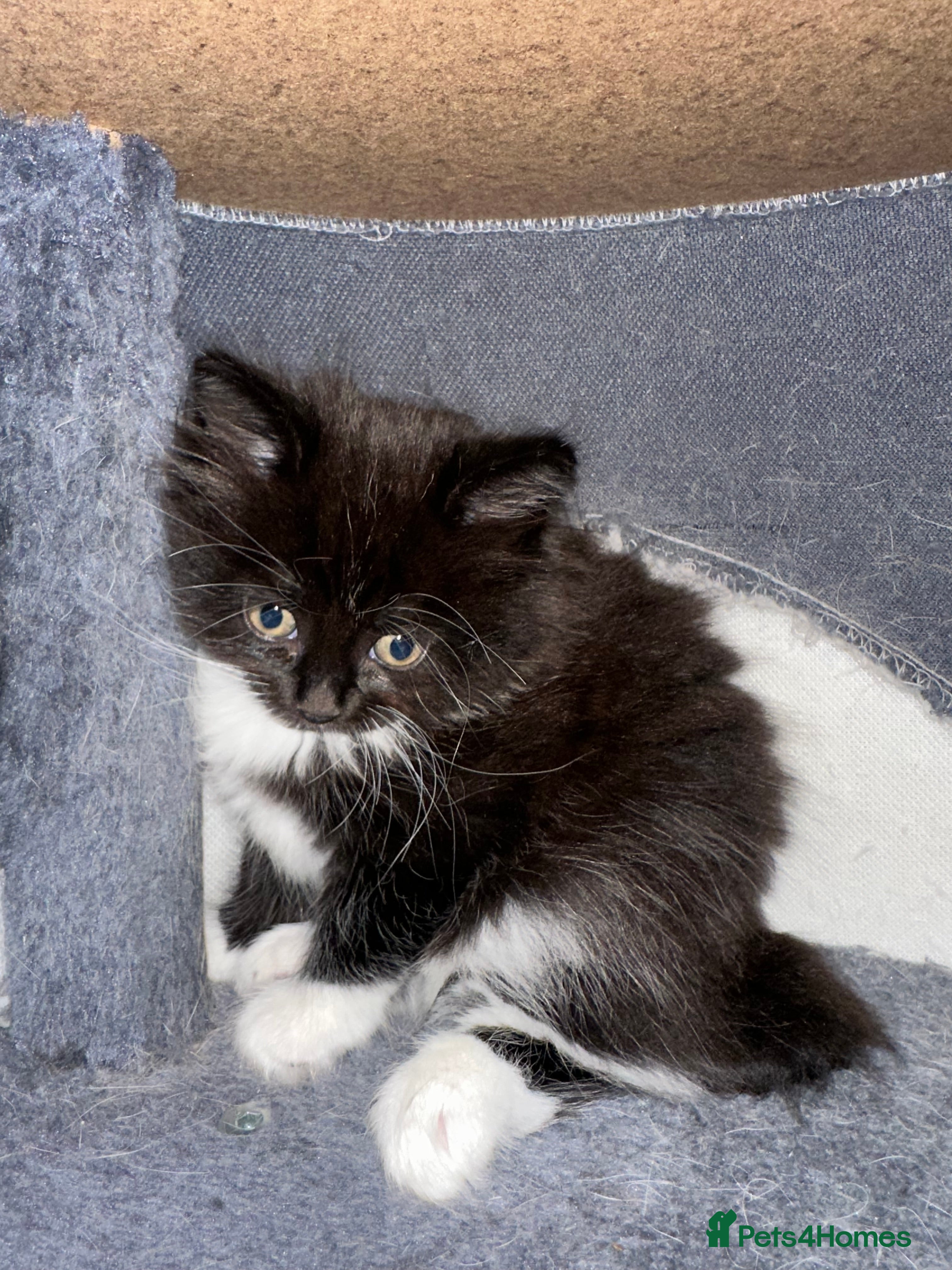Ragdoll cats Rag doll x Russian Blue  - Advert 8