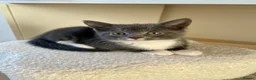 Mixed Breed cats for sale: Grey boy and girl ready for their forever homes - Advert 12
