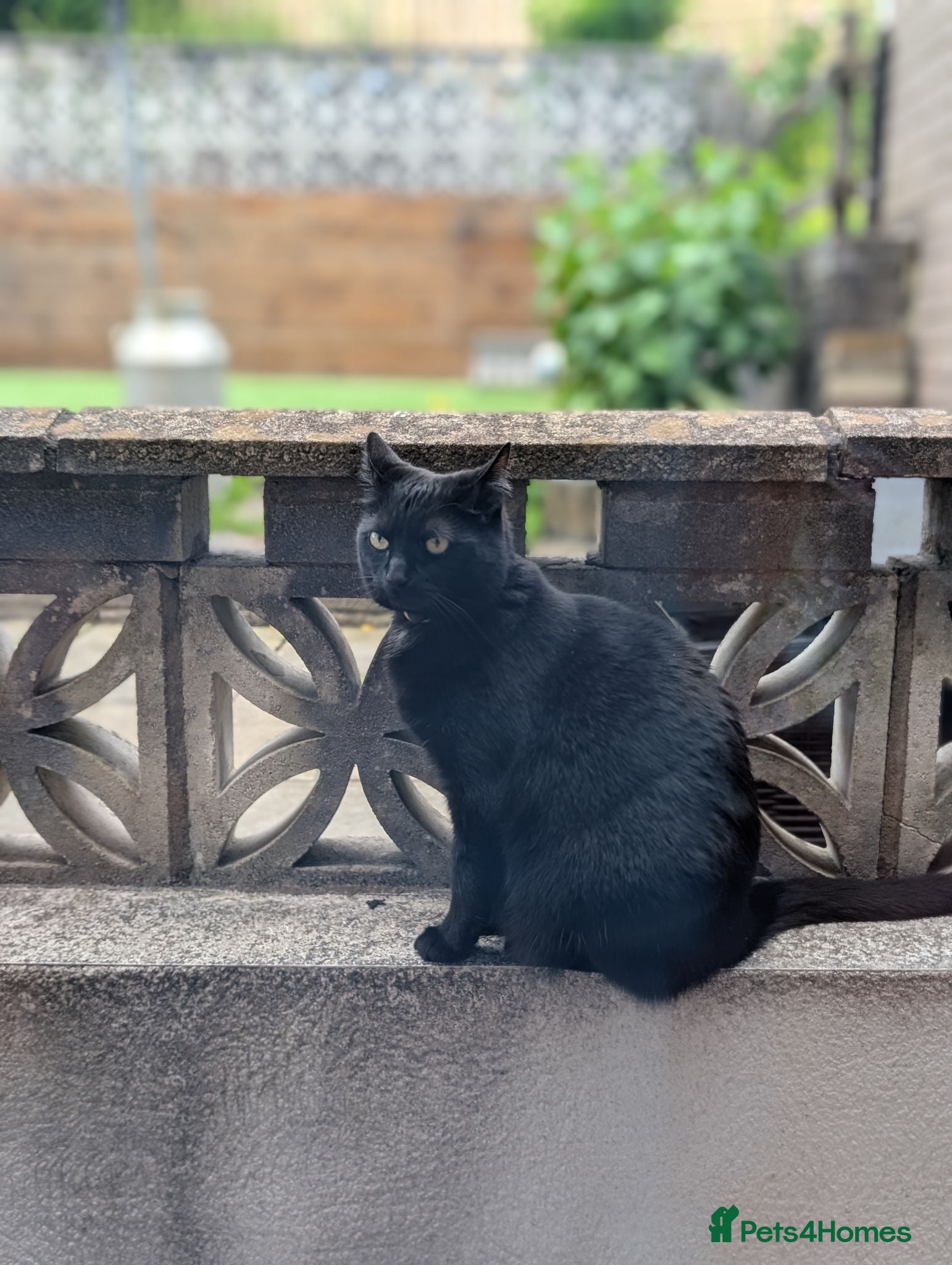 Mixed Breed cats Black 4yr old Female cat  - Advert 14