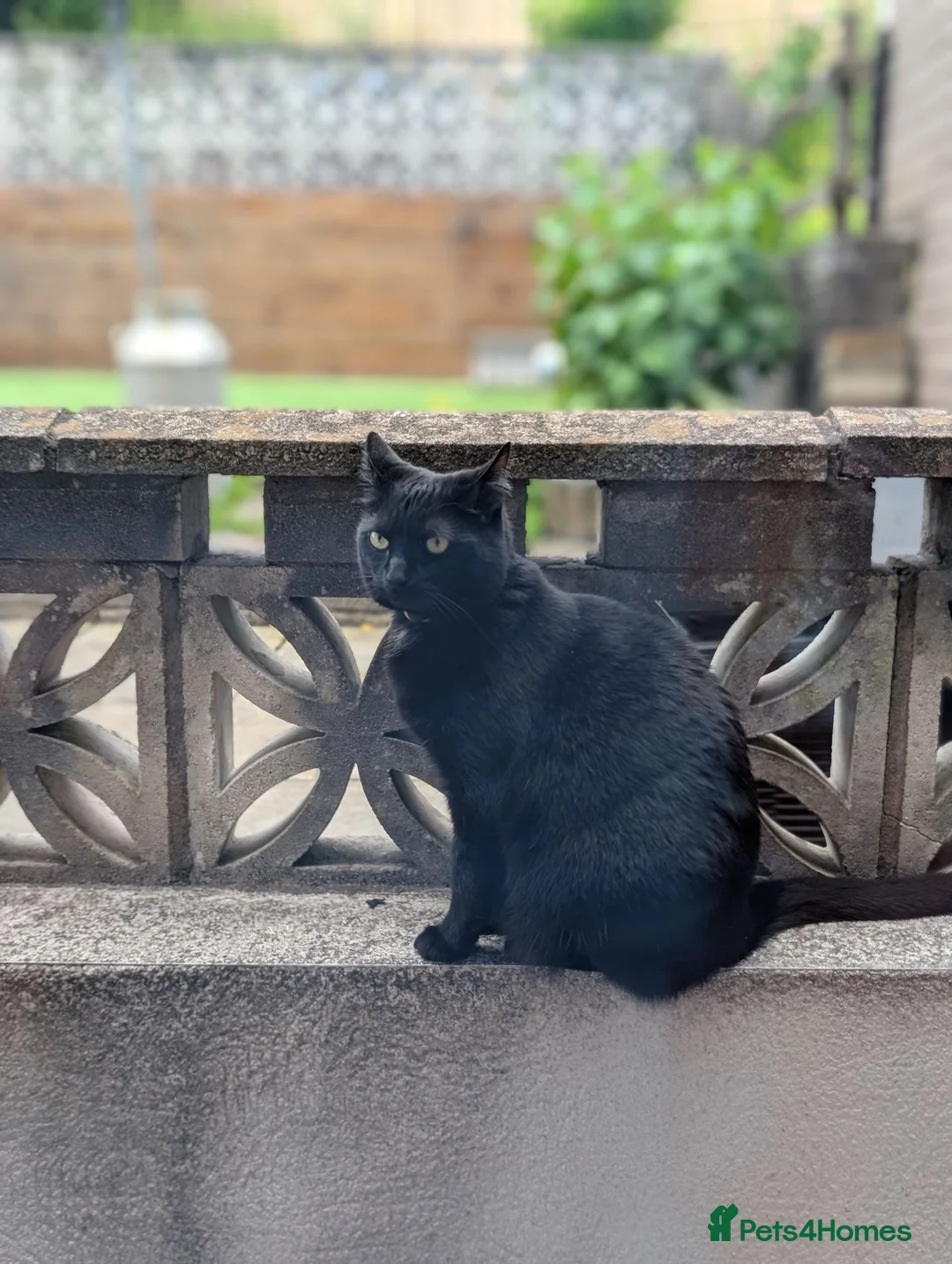Mixed Breed cats for sale: Black 4yr old Female cat  - Advert 1