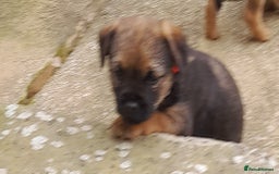 Border Terrier dogs for sale: 2 border terrier girls - Image 6
