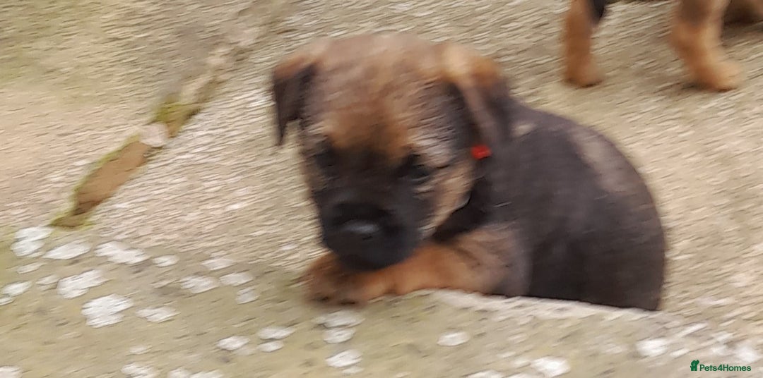 Border Terrier dogs for sale: 2 border terrier girls - Image 6