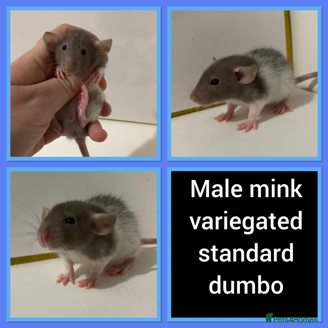 Rat rodents for sale: Adorable Dumbo Baby Rats ❤️ - Image 17