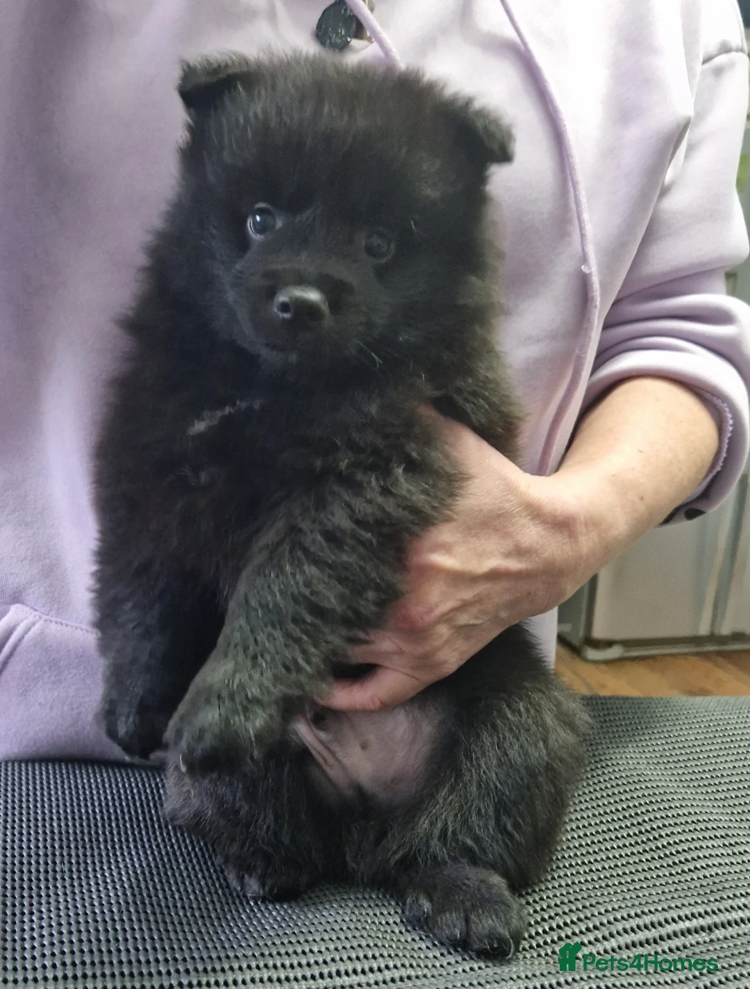 German Spitz dogs for sale: German spitz Mittel - Advert 18