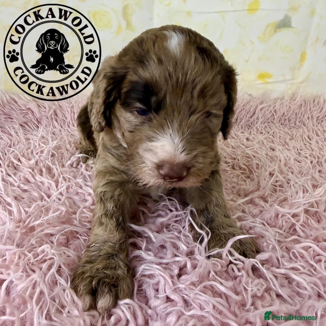 Cockapoo dogs for sale: 💖 Exceptional F1 Cockapoo Puppies 💖  - Advert 40